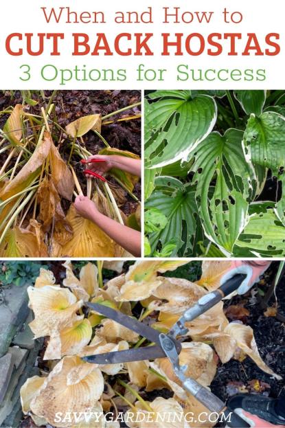 Should you cut back hostas in the fall