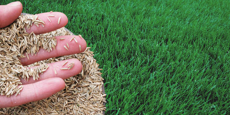Choosing the right grass seed