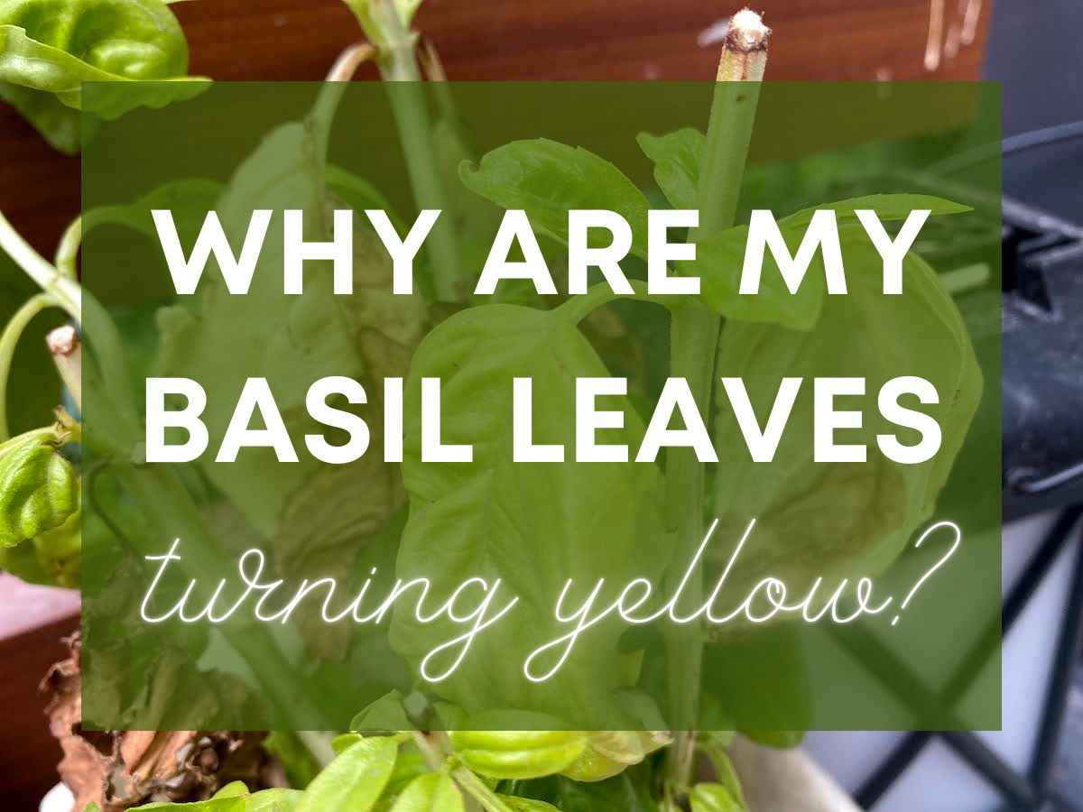 Why is my basil plant turning yellow Keep your herbs healthy with these tips