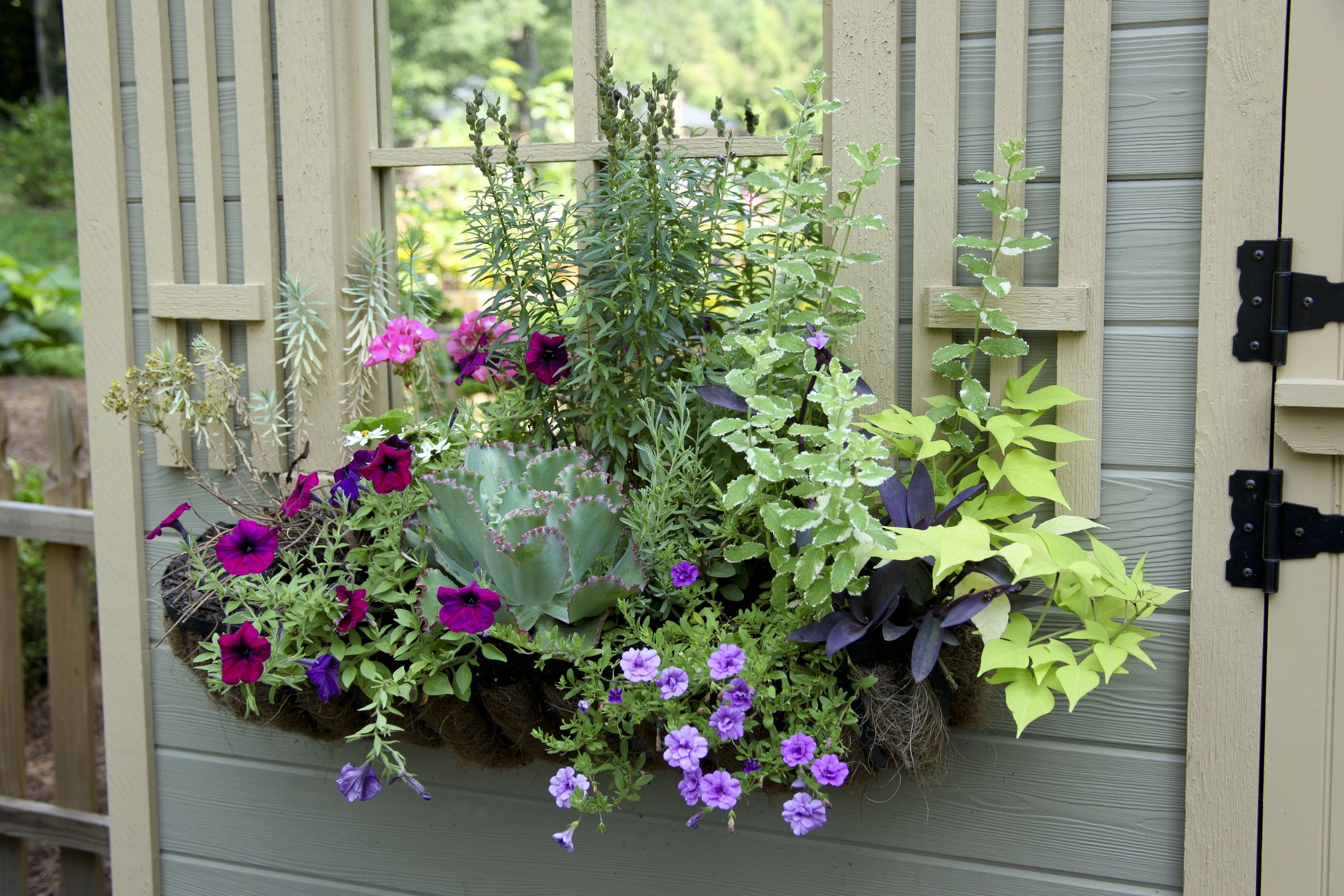 Choose the right container and soil