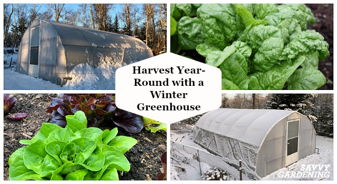 6 things experts do to keep greenhouse costs down in winter – for affordable all-season gardening