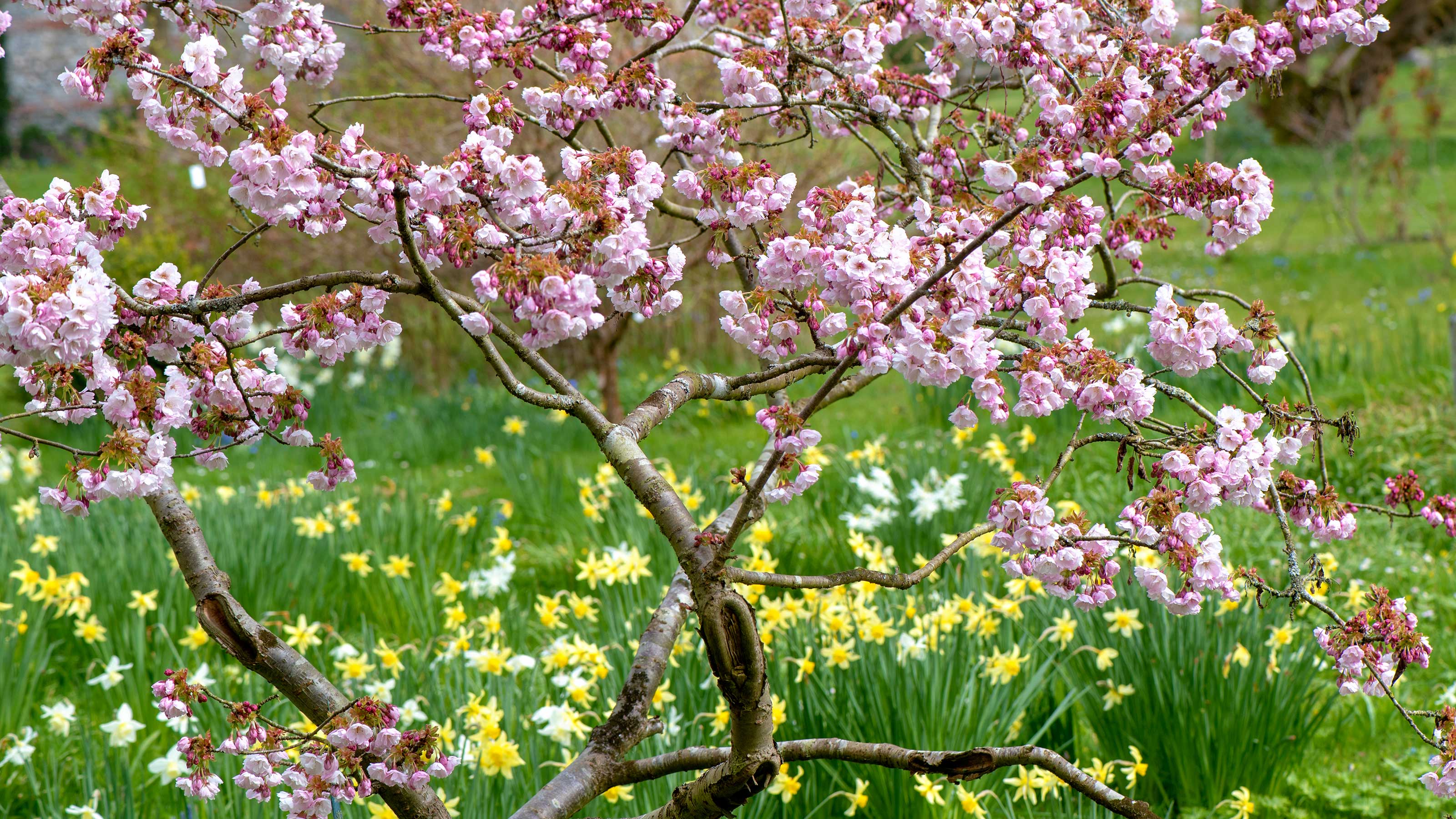 Best trees for front yards – 10 varieties to suit all types of gardens