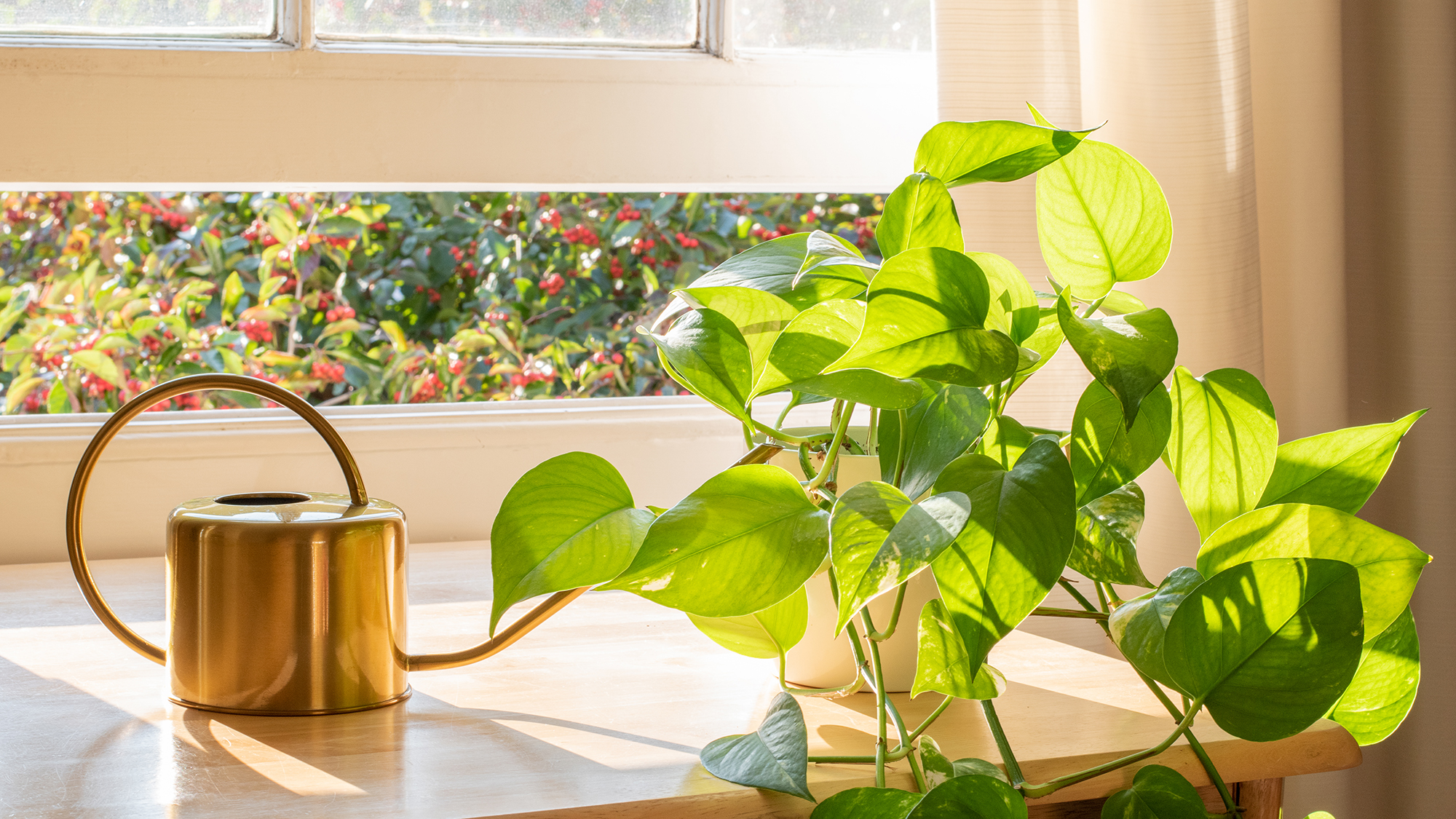 How to mist your pothos plant