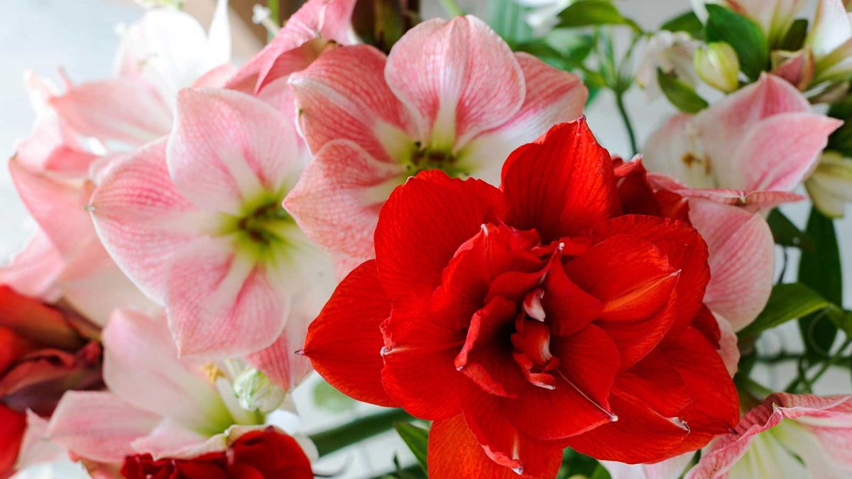 4 steps to help your amaryllis flower again the following year