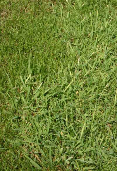 How to get rid of quackgrass – methods to regain control over the invasive weed