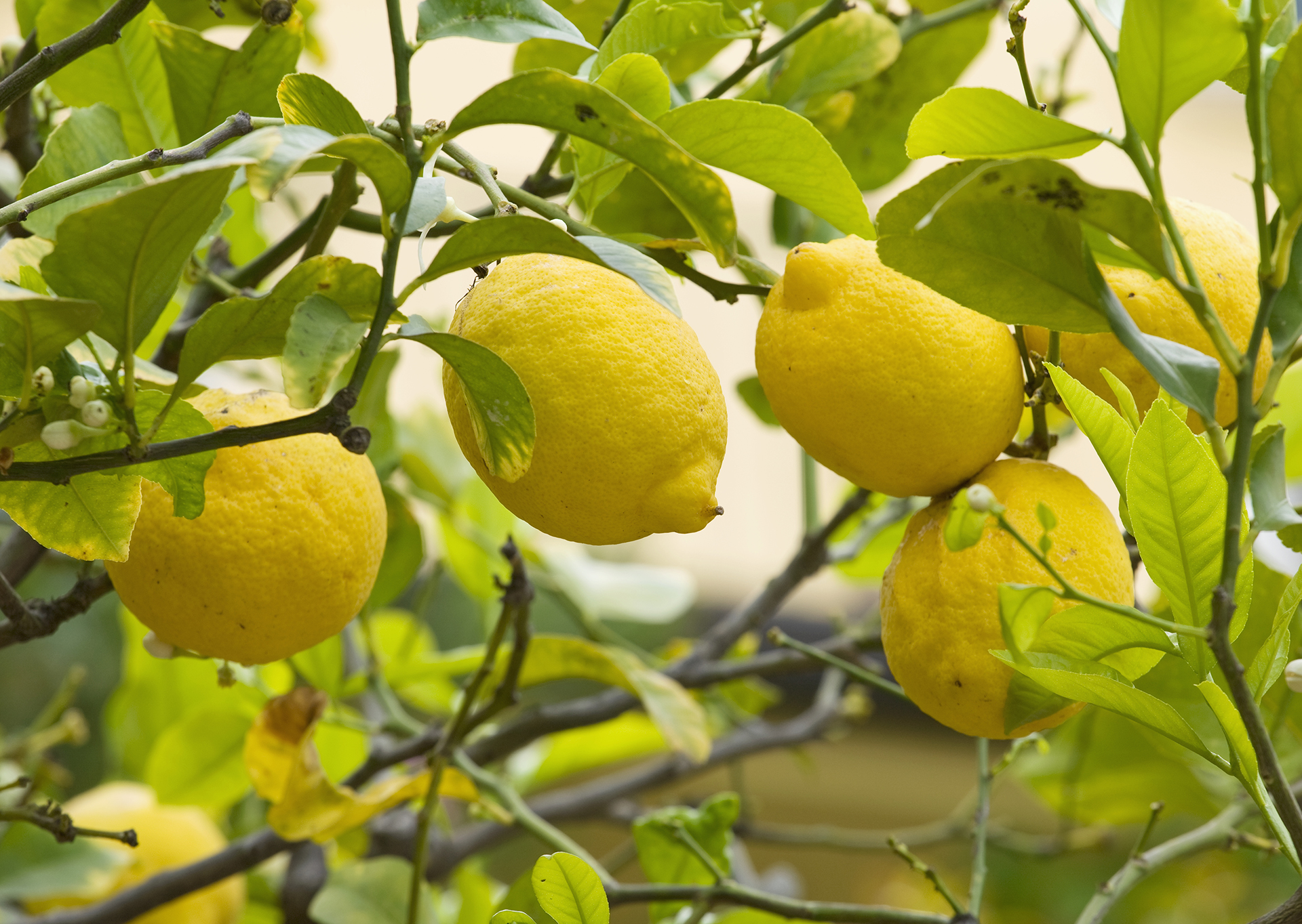 When to prune a lemon tree