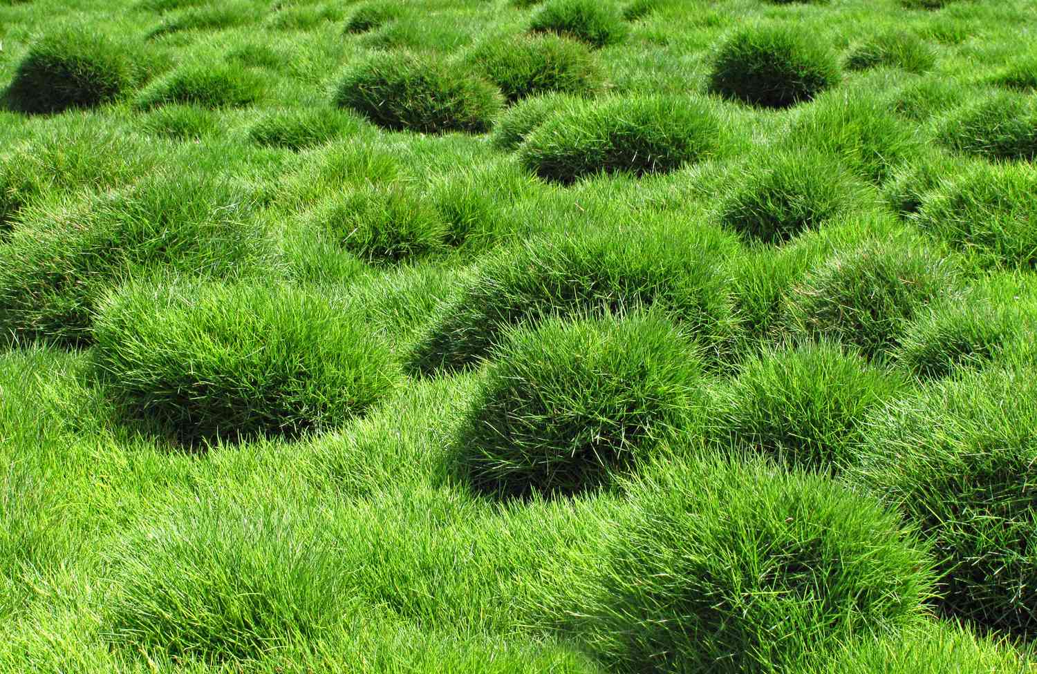 What is the most drought-tolerant grass seed